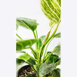 قیمت و شرایط نگهداری گیاه فیلو‌دندرون برکین