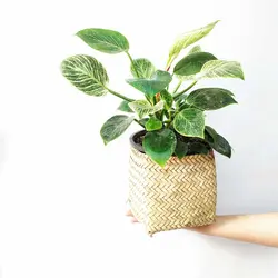 قیمت و شرایط نگهداری گیاه فیلو‌دندرون برکین