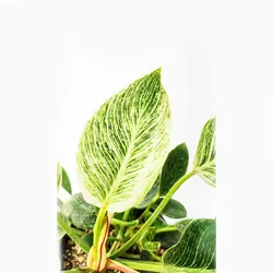 قیمت و شرایط نگهداری گیاه فیلو‌دندرون برکین