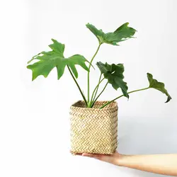 گیاه آپارتمانی برگ انجیری فر کوچک