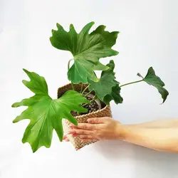گیاه آپارتمانی برگ انجیری فر کوچک