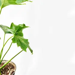 گیاه آپارتمانی برگ انجیری فر کوچک