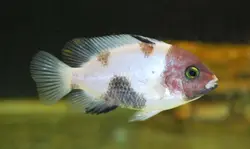 ماهی سیکلید ویجا ماربل فنستراتوس Vieja Marble Cichlid