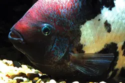 ماهی سیکلید ویجا ماربل فنستراتوس Vieja Marble Cichlid