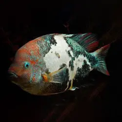 ماهی سیکلید ویجا ماربل فنستراتوس Vieja Marble Cichlid