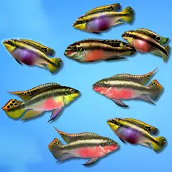 ماهی سیکلید کربنسیس