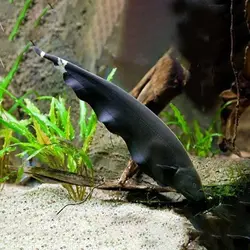 ماهی بلک گوست