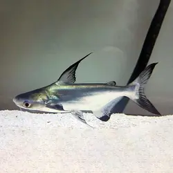 ماهی پنگوسی گوشتخوار