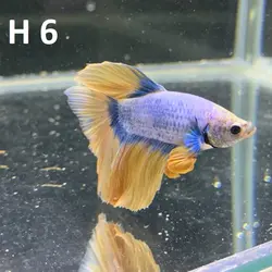 ماهی فایتر هافمون کلکسیونی