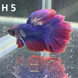 ماهی فایتر هافمون کلکسیونی