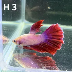 ماهی فایتر هافمون کلکسیونی