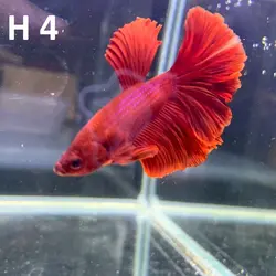 ماهی فایتر هافمون کلکسیونی