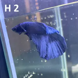 ماهی فایتر هافمون کلکسیونی