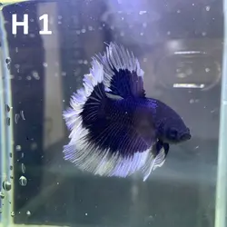 ماهی فایتر هافمون کلکسیونی