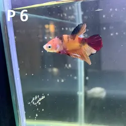 ماهی فایتر پلاکت کلکسیونی