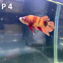 ماهی فایتر پلاکت کلکسیونی