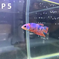 ماهی فایتر پلاکت کلکسیونی