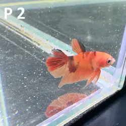 ماهی فایتر پلاکت کلکسیونی