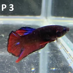 ماهی فایتر پلاکت کلکسیونی