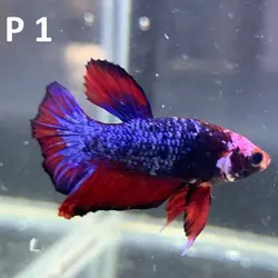 ماهی فایتر پلاکت کلکسیونی