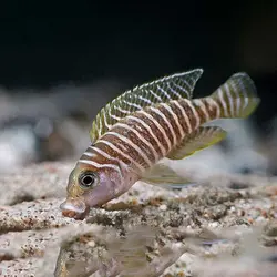 سیکلید صدف زی سیمیلیس(پک ۵ عددی)