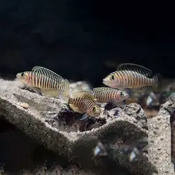 سیکلید صدف زی سیمیلیس(پک ۵ عددی)