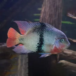 ماهی سیکلید ویجا کمربند سیاه 15 سانتی