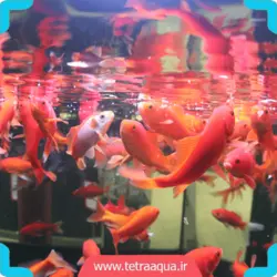 غذای نوورد ماهی قرمز آکواریوم برند جی بی ال NovoRed JBL