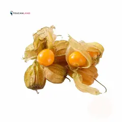 بذر فیسالیس زرد هندی