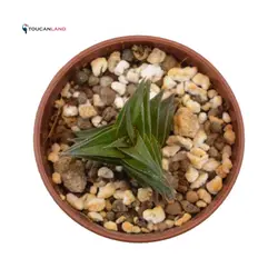 هاورتیا ویسکوزا