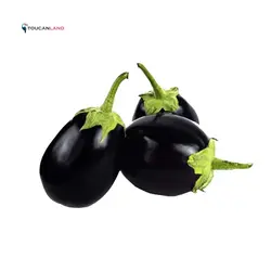 بذر بادمجان دلمه ای