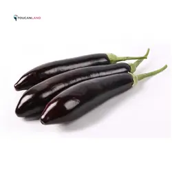 بذر بادمجان قلمی فلوریدا مارکت