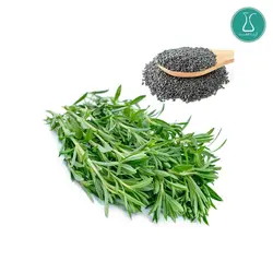بذر سبزی مرزه اصلاح شده 20 گرمی | فروشگاه اینترنتی کیمیاکشت