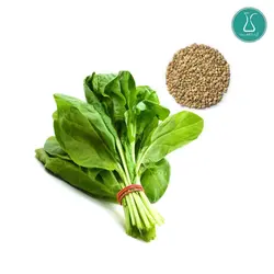 بذر سبزی اسفناج اصلاح شده 20 گرمی | فروشگاه اینترنتی کیمیاکشت
