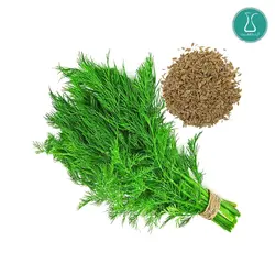 بذر سبزی شوید اصلاح شده 20 گرمی | فروشگاه اینترنتی کیمیاکشت