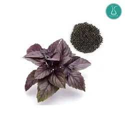 بذر سبزی ریحان بنفش اصلاح شده 20 گرمی | فروشگاه اینترنتی کیمیاکشت