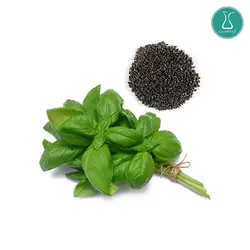 بذر سبزی ریحان سبز اصلاح شده 20 گرمی | فروشگاه اینترنتی کیمیاکشت