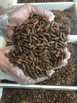 تخمه چلغوزه اعلا یک کیلویی