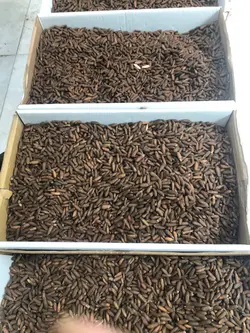 تخمه چلغوزه اعلا یک کیلویی