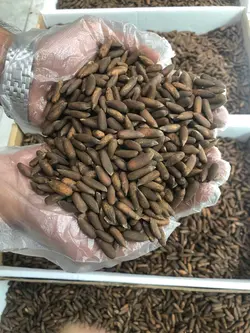 تخمه چلغوزه اعلا یک کیلویی