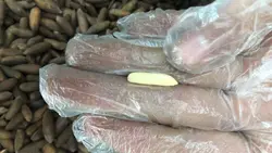 تخمه چلغوزه اعلا یک کیلویی