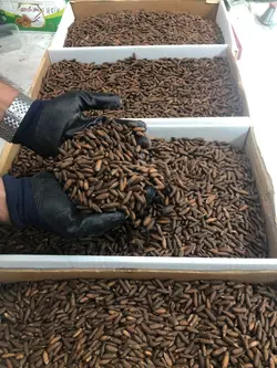 تخمه چلغوزه اعلا یک کیلویی