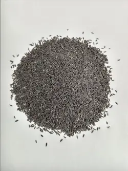 تخمه شربتی درشت(بالنگو) سرت شده و بدون سنگ ریزه - بازرگانی براتی