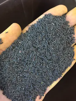 تخمه شربتی درشت(بالنگو) سرت شده و بدون سنگ ریزه - بازرگانی براتی