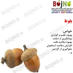 بلوط (بسته 100گرمی)