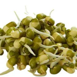 جوانه ماش ۱۰۰گرم