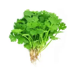 گشنیز ۱۰۰گرم - فروشگاه اینترنتی دیجی زنبیل