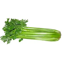 کرفس یک کیلوگرم