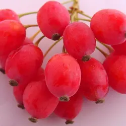 زرشک فریز ۵۰۰گرم