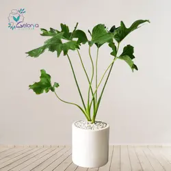 برگ انجیری | خانه گل گلوريا